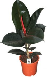 Rubber Tree, Rubber Plant, Ficus elastica  - Live Plant