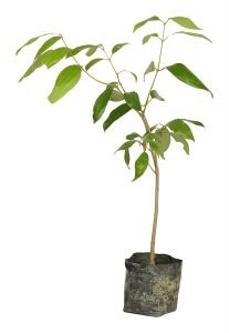 Cinnamon, Bay Leaf, Tamala Patram ,Tej Patta- LIVE Plant - Image 2