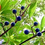 Rudraksha Plant- live plant