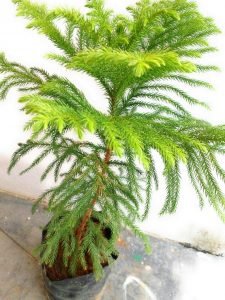 ARAUCARIA/ CHRISTMAS PLANT/ X-MAS PLANT  - LIVE PLANT - Image 2
