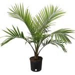 Bottle palm - live plant