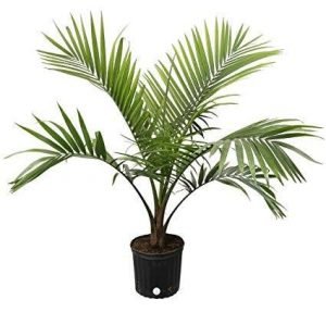 Bottle palm - live plant