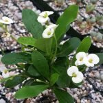 Rare Euphorbia Milii 'White Angel' Crown of Thorns Christ Flower Amazing Beautiful Plant