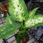Dieffenbachia Tropic Snow Plant - live plant - Image 2