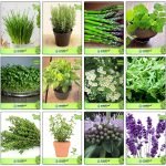 Herb Seeds Combo Pack - seeds