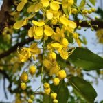 Amaltas, Cassia fistula, Golden shower – Live Plant