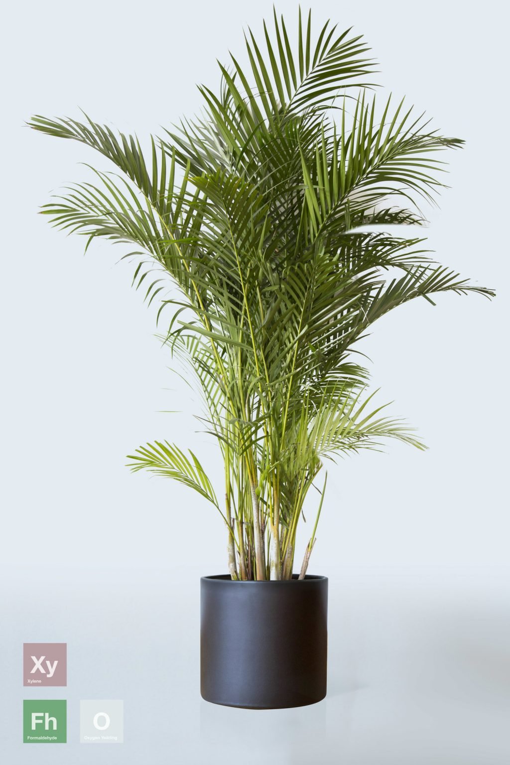 Areca Palm - Live Plant -At lowest price