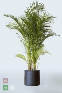 Areca Palm - live Plant