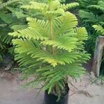 ARAUCARIA/ CHRISTMAS PLANT/ X-MAS PLANT  - LIVE PLANT