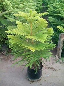 ARAUCARIA/ CHRISTMAS PLANT/ X-MAS PLANT  - LIVE PLANT
