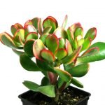Crassula ovata, Jade Plant  - Live Plant