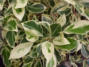 Ficus Compacta Variegated - Live Plant - Image 3