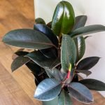 Rubber Tree, Rubber Plant, Ficus elastica  - Live Plant - Image 2