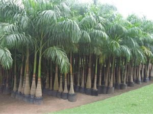 Bottle palm - live plant - Image 2