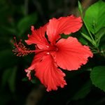 Hibiscus (Red ) - Live  Plant - Image 2