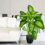 Dieffenbachia Tropic Snow Plant - live plant