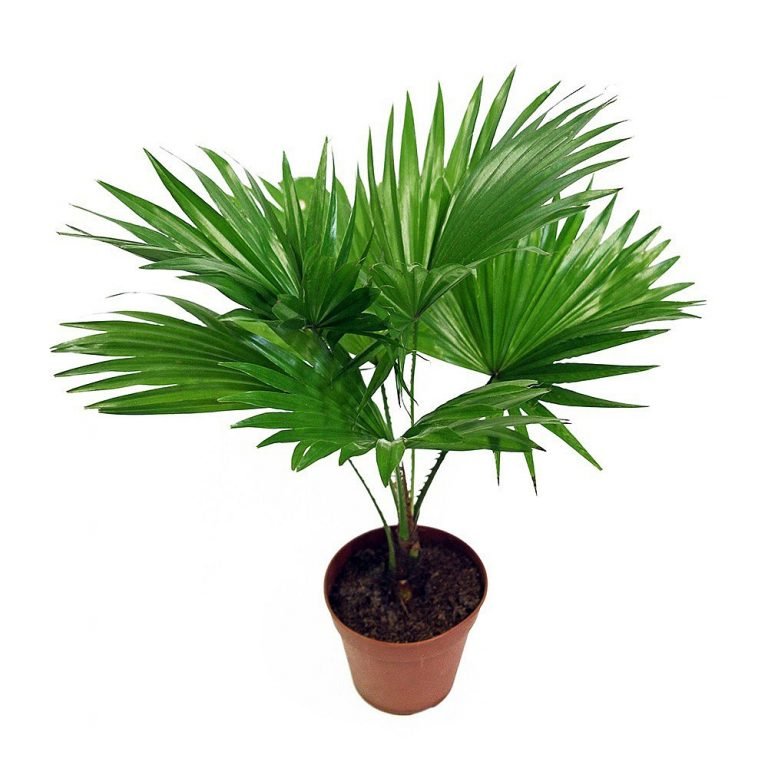 Desi Palm Live Palm, Indoor & Outdoor Ornamental Plant