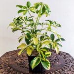Saplera Yellow leaf plant Indoor Indoor Plant - Live Plant