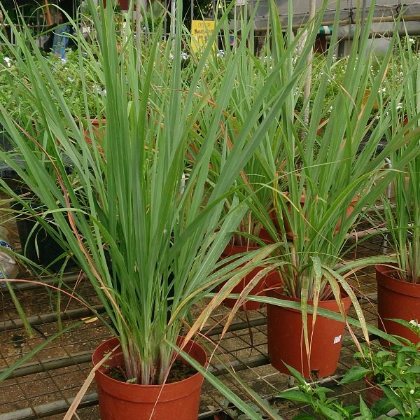 Lemon Grass - Live Plant - shrigram organics