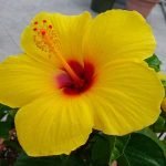 Hibiscus (Yellow) - Live Plant