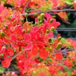 Gulmohar/Delonix Regia Red Flower Outdoor Ornamental Plant - Live plant