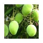 Mango Langda (Grafted) Plant - live Plant
