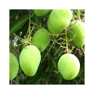 Mango Langda (Grafted) Plant - live Plant