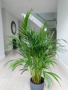 Areca Palm - live Plant - Image 2