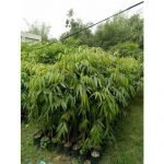 Ashoka Tree, Polyalthia longifolia - Live Plant