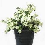 Bougainvillea (white) - Live Plant