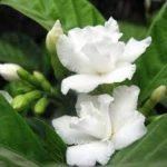Double Tagar - Live Plant - Image 2