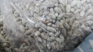 White Oyster Mushroom Growing Kit  spawn with PP bags + formalin + carbendazim 50 wp - Image 6