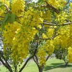 Amaltas, Cassia fistula, Golden shower – Live Plant - Image 2