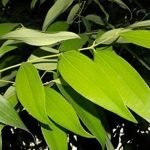 Cinnamon, Bay Leaf, Tamala Patram ,Tej Patta- LIVE Plant