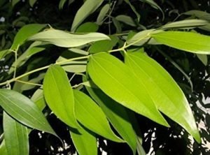 Cinnamon, Bay Leaf, Tamala Patram ,Tej Patta- LIVE Plant