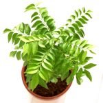 LushGreen Curry Leaf Plant - Live plants