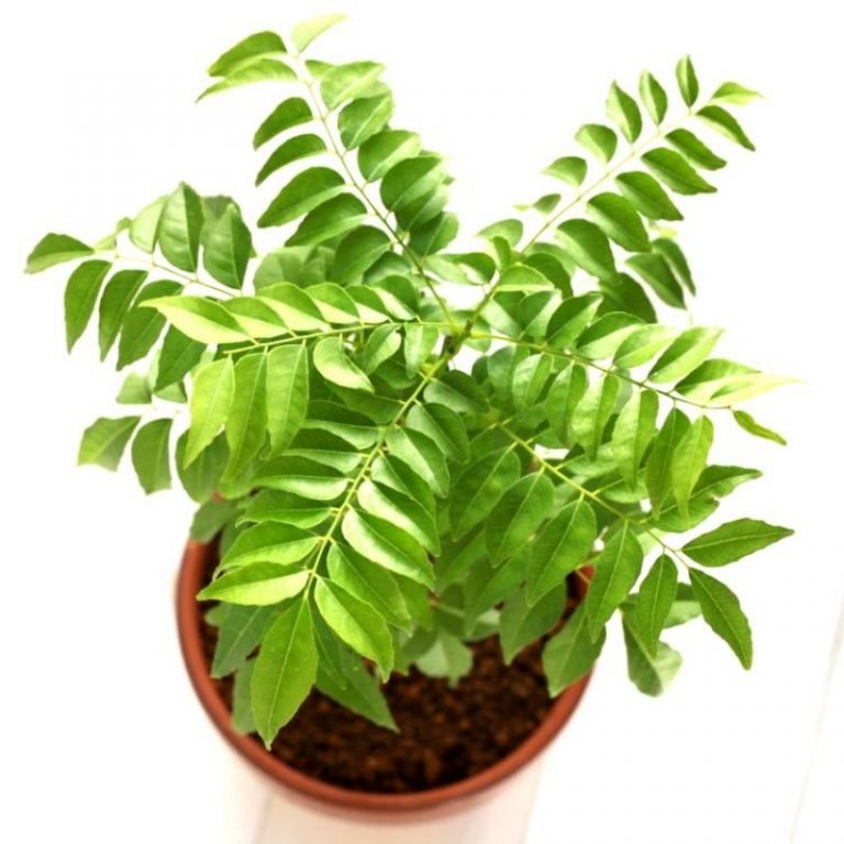 LushGreen Curry Leaf Plant Live plants