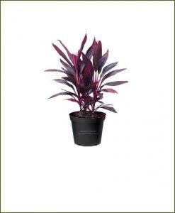 Dracaena Mahatma, Cordyline Terminalis Mahatma - Live Plant - Image 4