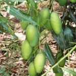 Dasheri Mango Grafted Plant -  Live Plant