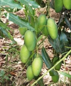 Dasheri Mango Grafted Plant -  Live Plant