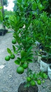 Kagzi Nimboo, Kagzi Lemon - Live Plant - Image 2