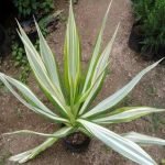 Furcaria -  live Plants