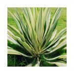 Furcaria -  live Plants - Image 2