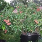Litchi/Lychee Grafted  Fruit Healthy - Live Plant
