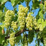 Grapes Plant - live plant - Image 2