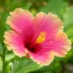 Hibiscus (Any Color) - Live  Plant