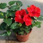 Hibiscus (Red ) - Live  Plant