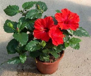 Hibiscus (Red ) - Live  Plant