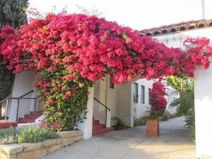 Bougainvillea (Pink) – Live Plant - Image 2