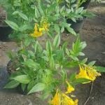 Tecoma Yellow -Live  Plant - Image 2